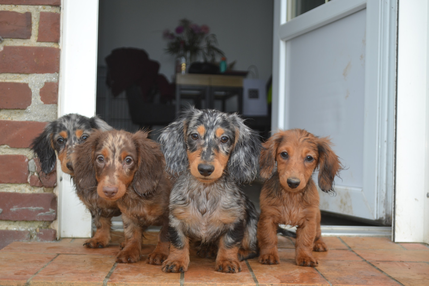 Chiot Teckel Du Bois Des Galourettes
