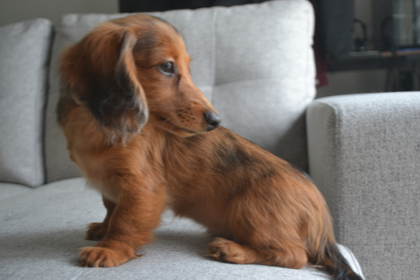 Du Bois Des Galourettes - Chiots disponibles - Teckel