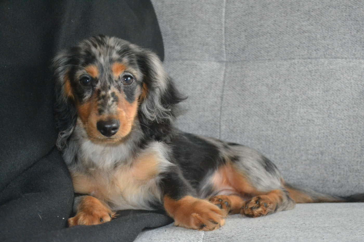 Du Bois Des Galourettes - Chiots disponibles - Teckel poil long