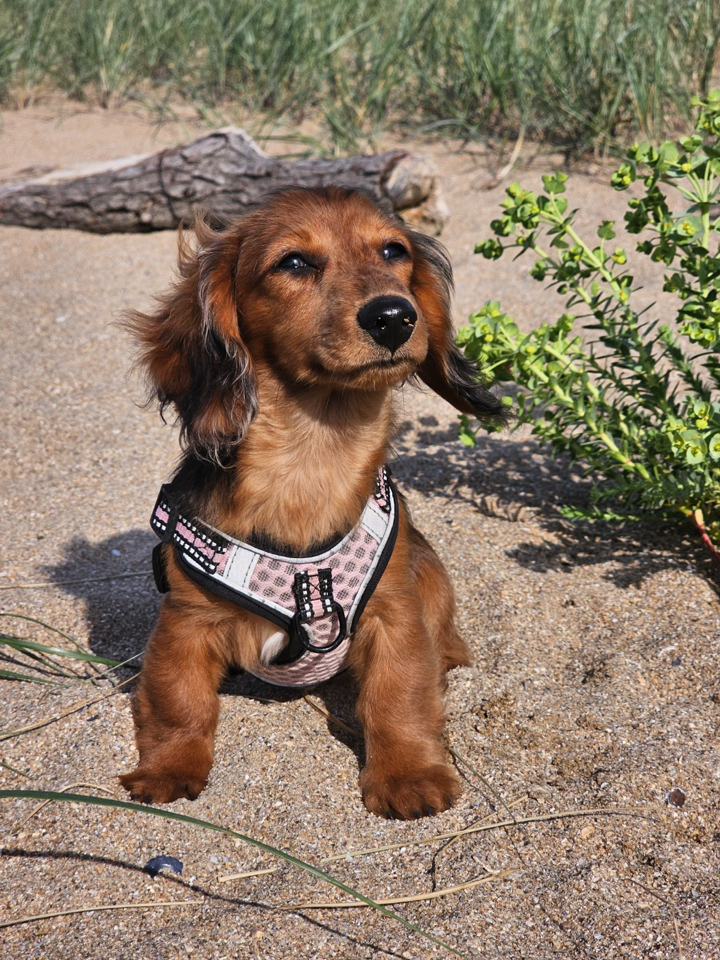 Du Bois Des Galourettes - Chiots disponibles - Teckel poil long
